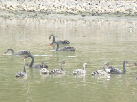 Black Swans with goslings